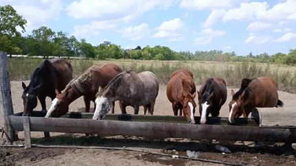 Los bebederos son indispensables para los caballos que viven en el refugio.