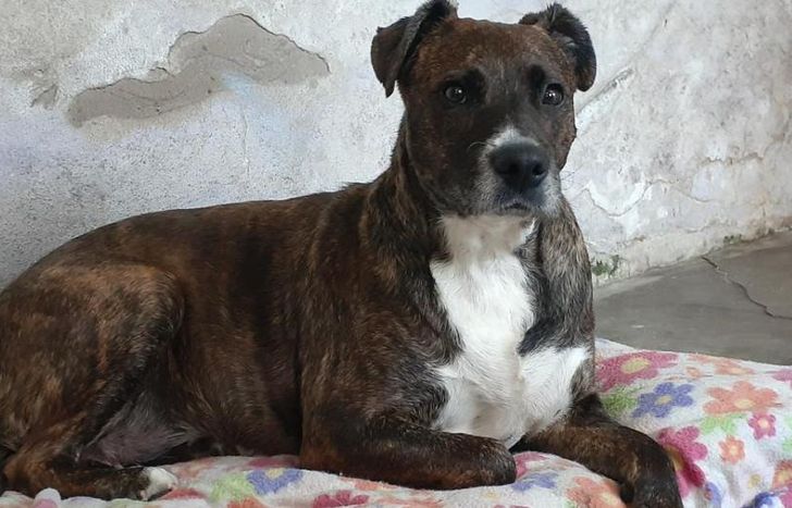 Fue rescatada hace años en la estación de Temperley y se perdió hace unos días en Adrogué.