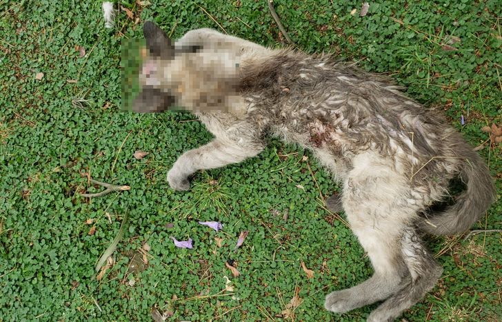 El gato asesinado por la jauría que ataca en distintos barrios de Lomas de Zamora.