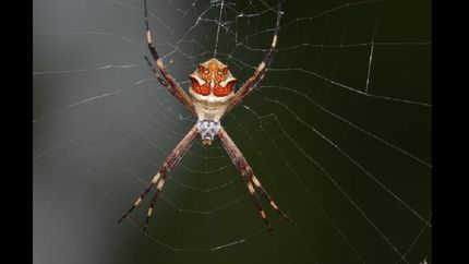 La familia Theridiidae, que incluye la araña conocida como “viuda negra”, registró la mayor riqueza.