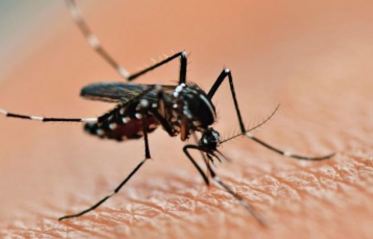 Piden extremar las medidas de prevención ante el avance de los mosquitos y el dengue.