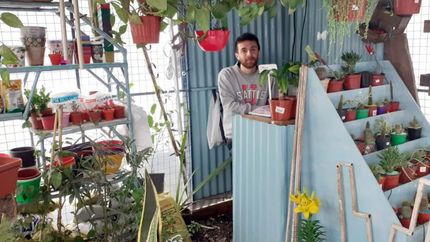 Facundo notó demanda en flores coloridas, como la margarita.