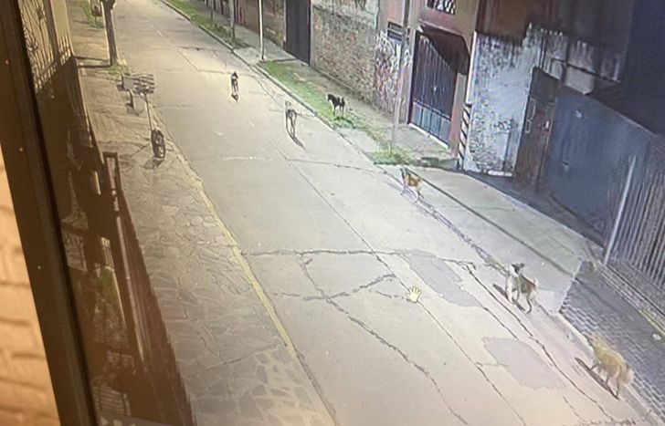 La jauría ataca de noche en Llavallol, Temperley y Turdera.