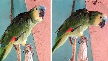 La familia de Lucas lo busca intensamente con el anhelo de reencontrarse con la mascota.