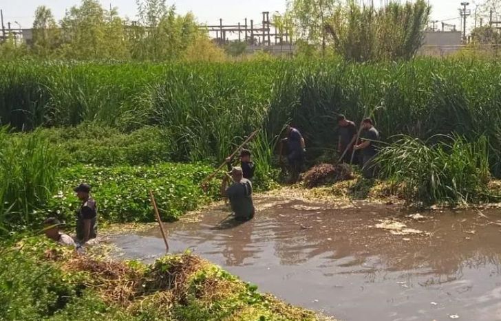 Son trabajos manuales para cuidar la flora y fauna nativa.