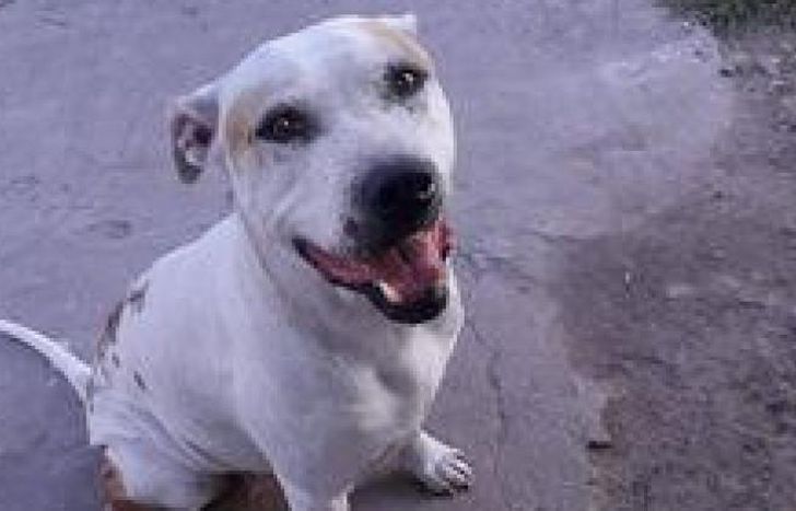 Pampita fue abandonada en el Barrio Santa Rosa de Temperley.