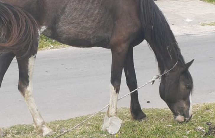 Merlina fue rescatada en Ingeniero Budge y presentaba signos de ser usada para tracción a sangre.