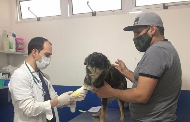 Se vacunan contra la rabia.