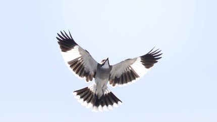 El Parque Finky de Turdera es refugio de más de 150 especies de aves. El Parque Finky de Turdera es refugio de más de 150 especies de aves.