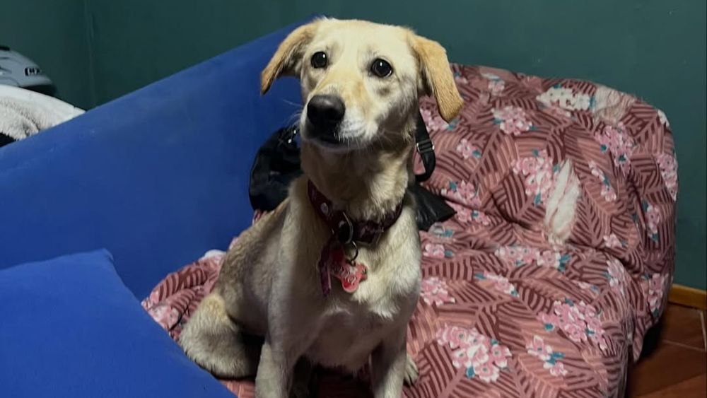 Encontraron a Leona, la perra desaparecida en un incendio. Encontraron a Leona, la perra desaparecida en un incendio.