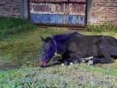 El caballo fue rescatado en un descampado de Lomas de Zamora.