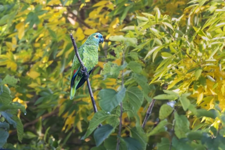 Las aves son parte fundamental del ecosistema natural y autóctono. 