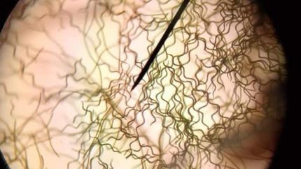 Las algas tienen un alto nivel de proteínas y vitaminas.