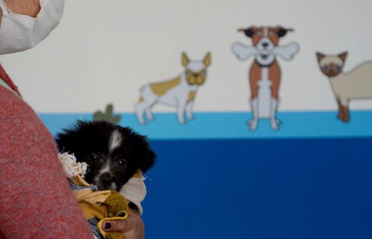 Las castraciones se realizan en el Hospital de Mascotas.