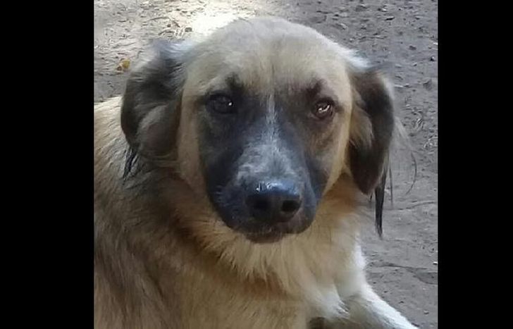 uno de los 23 perritos que necesitan la ayuda de las personas solidarias.