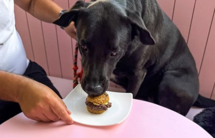El primer espacio exclusivo para mascotas donde los humanos son los invitados.