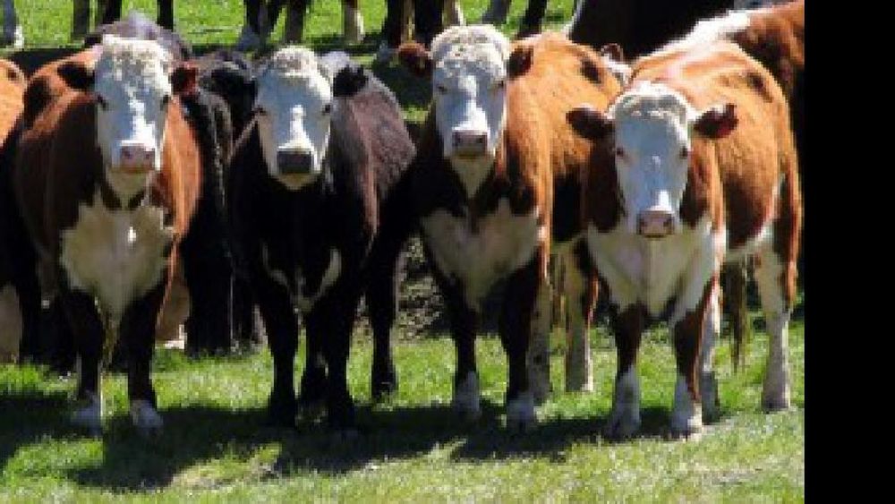 vacas