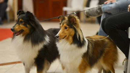 Los perros, protagonistas. Los perros, protagonistas.