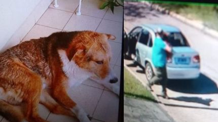 Quieren dar con el paradero del perrito comunitario de Parque Barón.