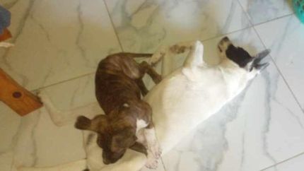 La familia espera reencontrarse con su mascota lo antes posible.