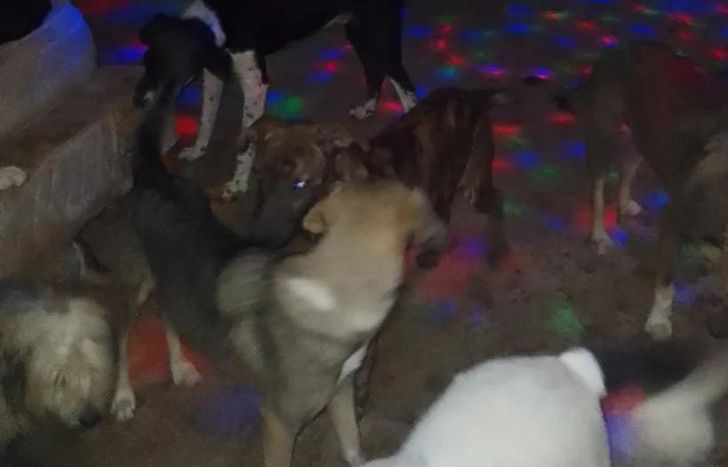 Los perritos en pleno festejo.