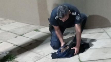 El ave no estaba en condiciones de volar y necesitaba ayuda.