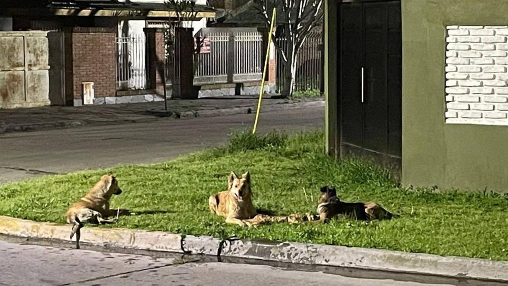 Los perros con lo que sería el cadáver de sus víctimas.