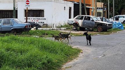 Aseguran que los perros andan sueltos por el barrio.