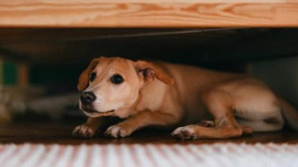 El acompañamiento para los perros y gatos es fundamental para estas Fiestas.
