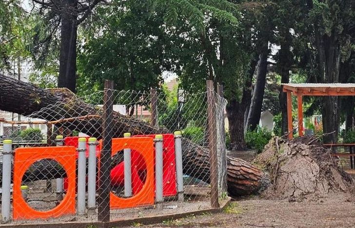 Todos los barrios afectados. La Plaza Colón sufrió la caída de un árbol muy grande.
