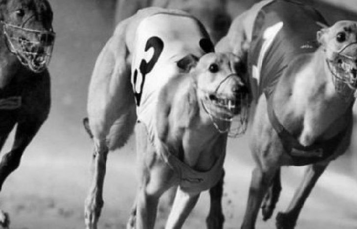 galgos