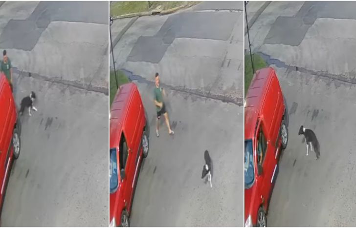 Un hombre abandonó a un perro a horas de los festejos de Navidad.