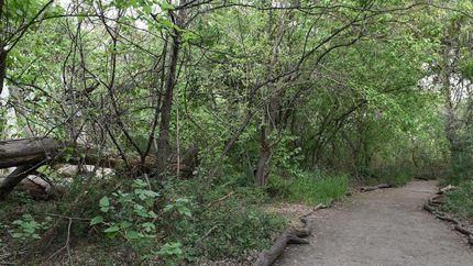 Siguen las tareas para cuidar los ecosistemas y especies nativas.