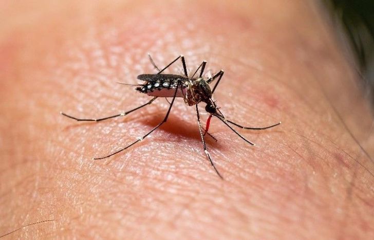 Crece la preocupación entre los farmacéuticos por el avance del dengue y lanzan una fuerte advertencia para Javier Milei.