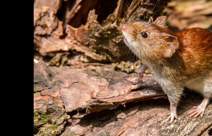 El virus lo transmiten las ratas, por eso se recomienda hacer limpieza y desinfección.