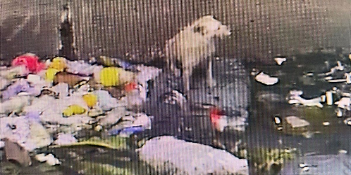 El perro fue visto por las cámaras del Centro de Monitoreo.