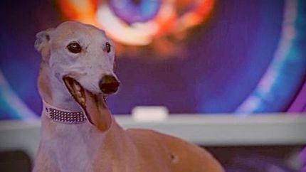 La perra Paris, en Gran Hermano.