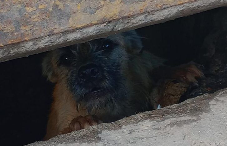 El perrito había quedado atrapado y no podía salir.