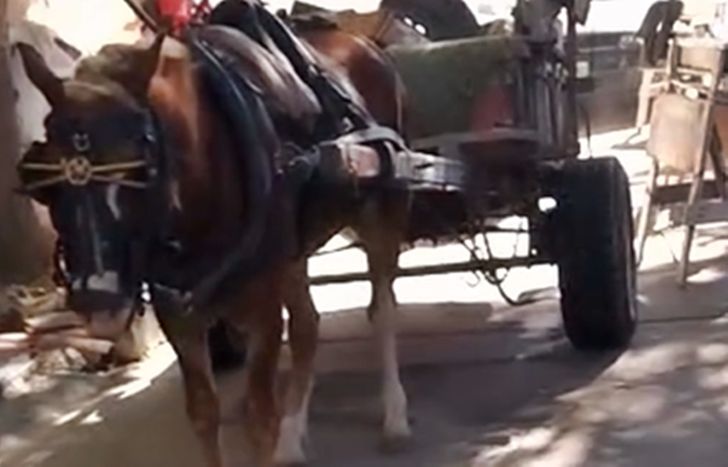 El caballo rescatado en Lomas de Zamora.
