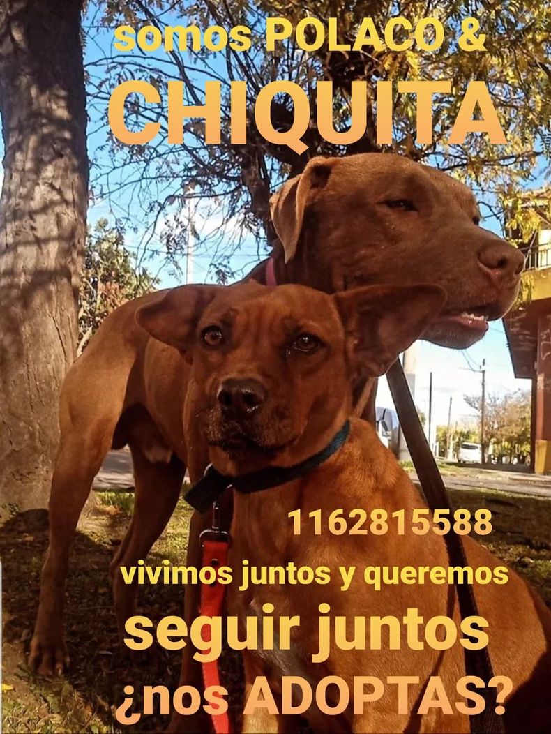 “El objetivo es seguir sosteniendo los rescates y darles una oportunidad a los animales que hoy están en recuperación o esperando adopción”, señalaron.