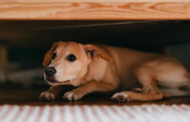 El acompañamiento para los perros y gatos es fundamental para estas Fiestas.
