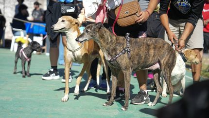 Harán un encuentro por los animales en Lomas: feria, vacunación y charlas. Harán un encuentro por los animales en Lomas: feria, vacunación y charlas.
