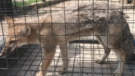 asi fue el rescate del zorro encontrado en las calles de temperley