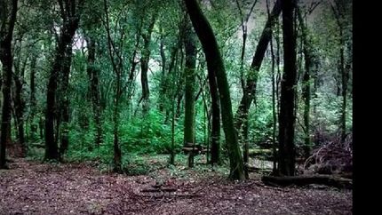 Será en la zona cercana a la laguna.