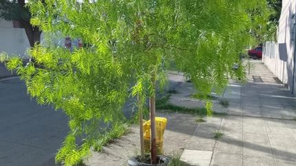 El verde de los árboles acapara gran parte de la visión de quienes pasan por allí,