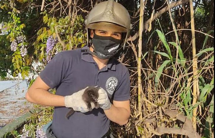 El gatito rescatado estaba en el techo de una vivienda.