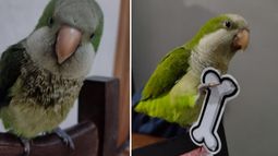 El loro está desaparecido desde el pasado 2 de octubre.