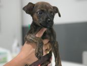 Ya hubo más de 200 adopciones desde el lanzamiento del programa.