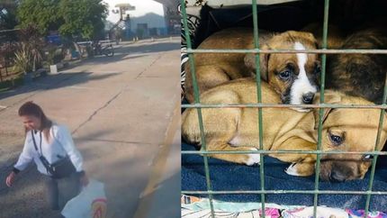 La mujer dejó a los perritos en el estacionamiento y escapó.