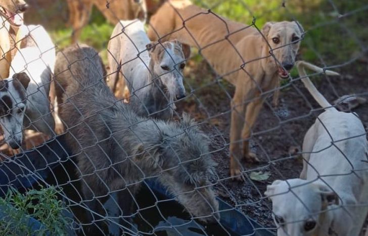 necesitan comprar el alimento balanceado para ellos.